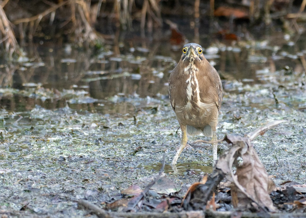 volavka malá - ML647006842