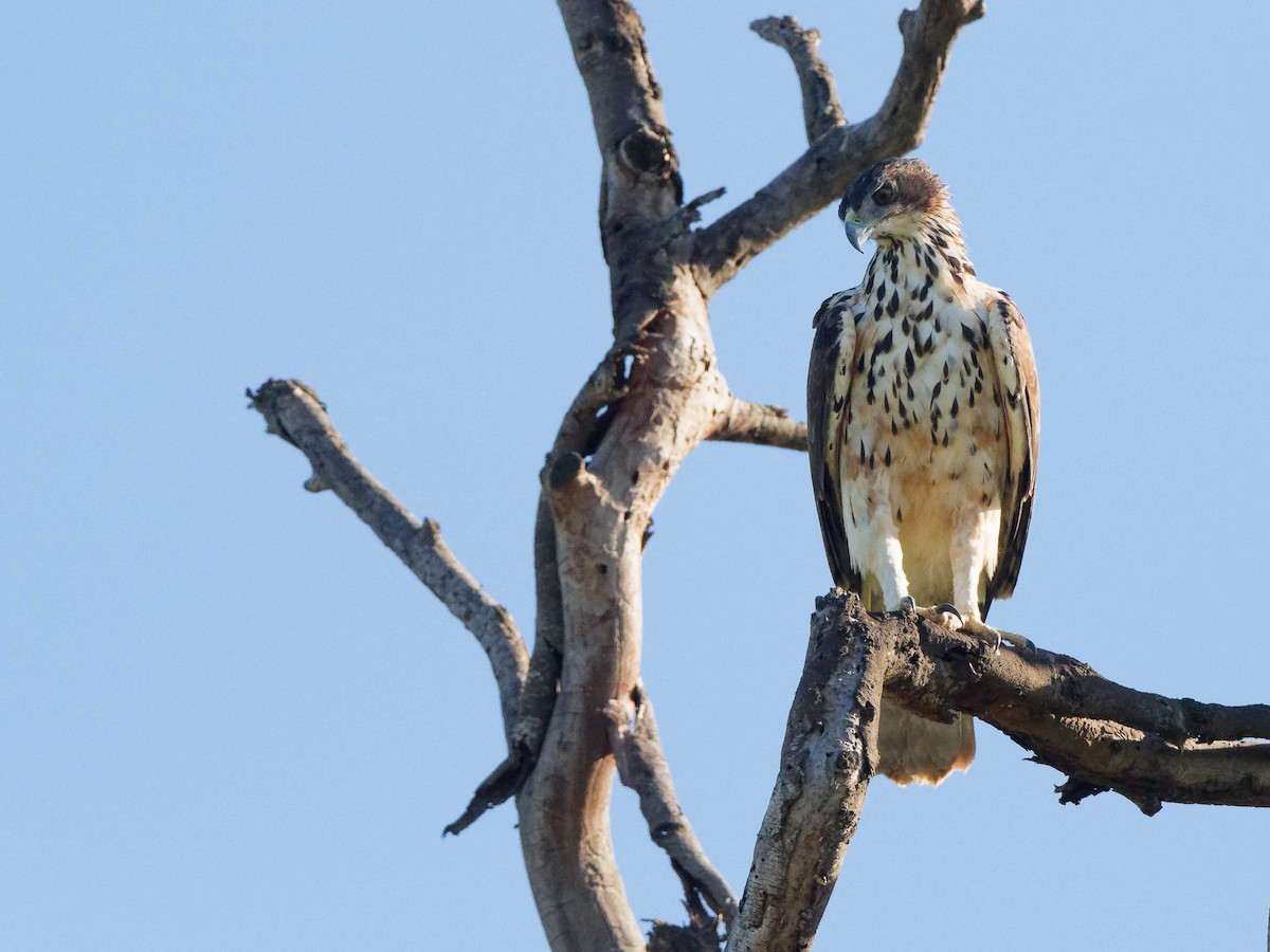 African Hawk-Eagle - ML647006847