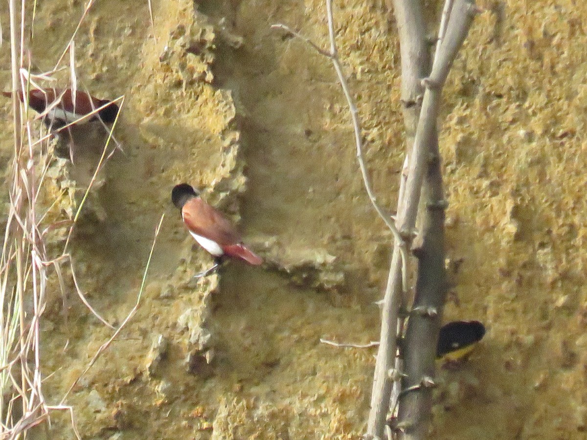 panenka tříbarvá - ML647006849