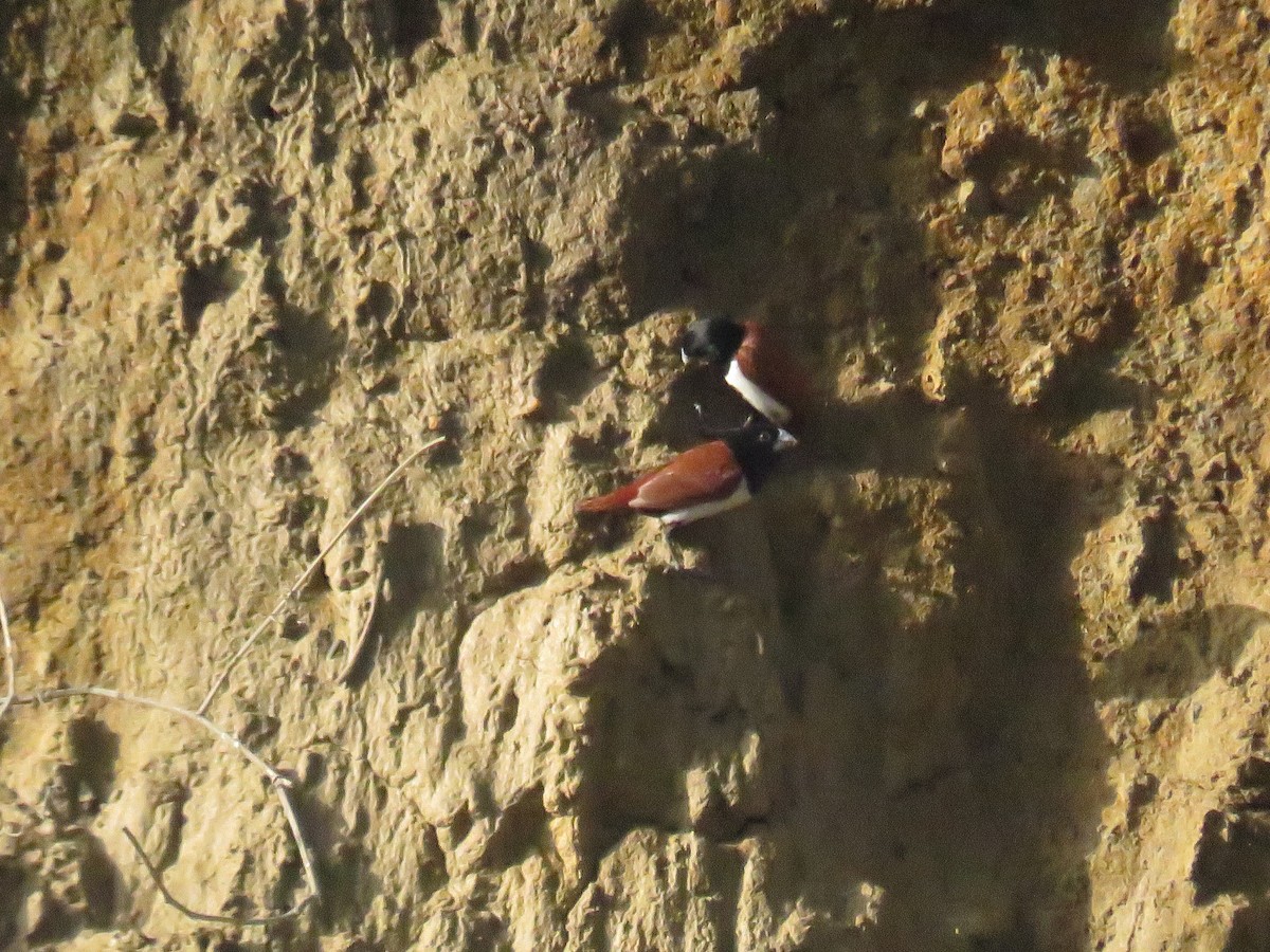 panenka tříbarvá - ML647006850