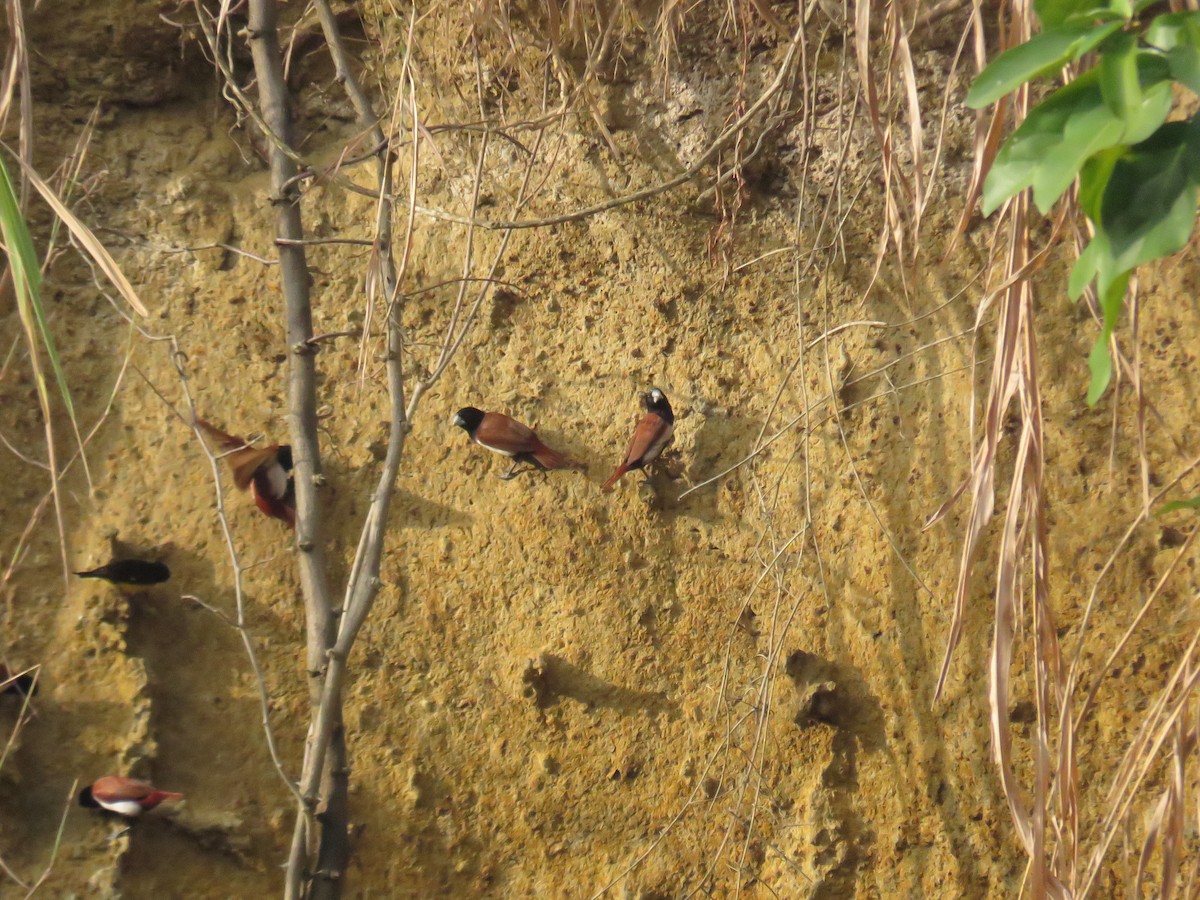 panenka tříbarvá - ML647006851