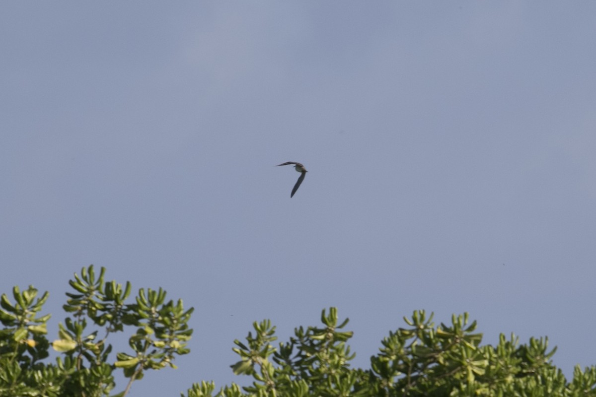 ハリオシギ - ML647006857