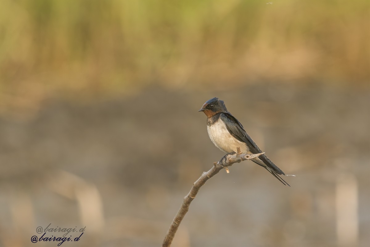 Barn Swallow - ML647006862