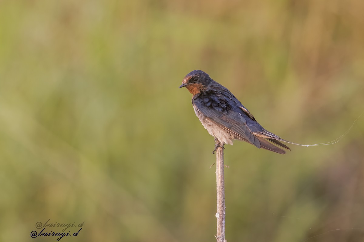 Barn Swallow - ML647006863