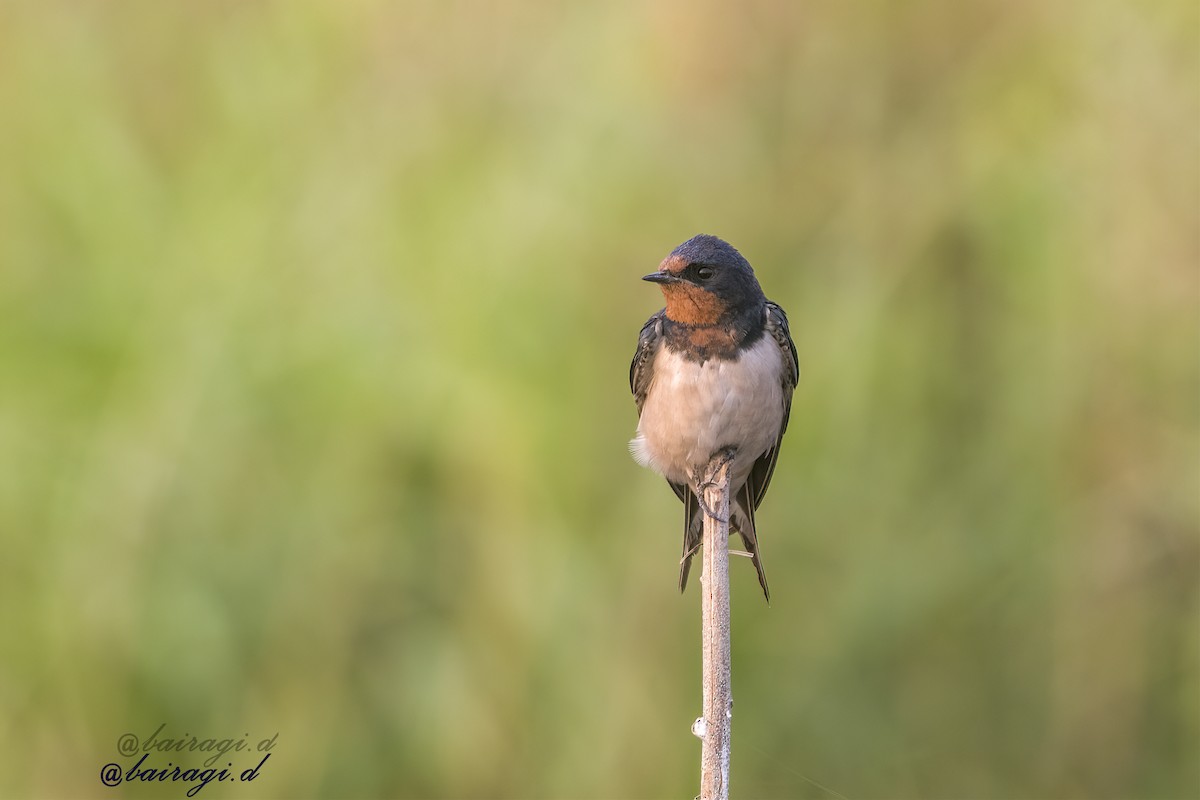 Barn Swallow - ML647006864