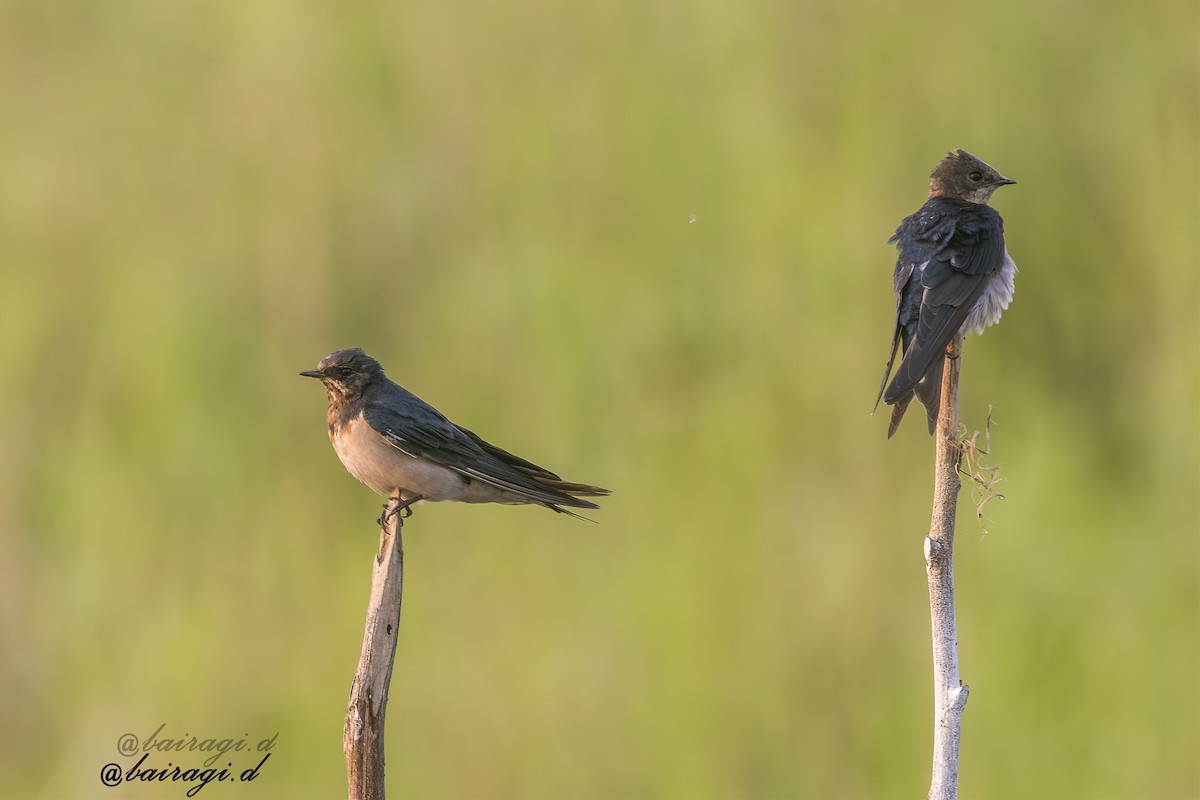 Barn Swallow - ML647006865