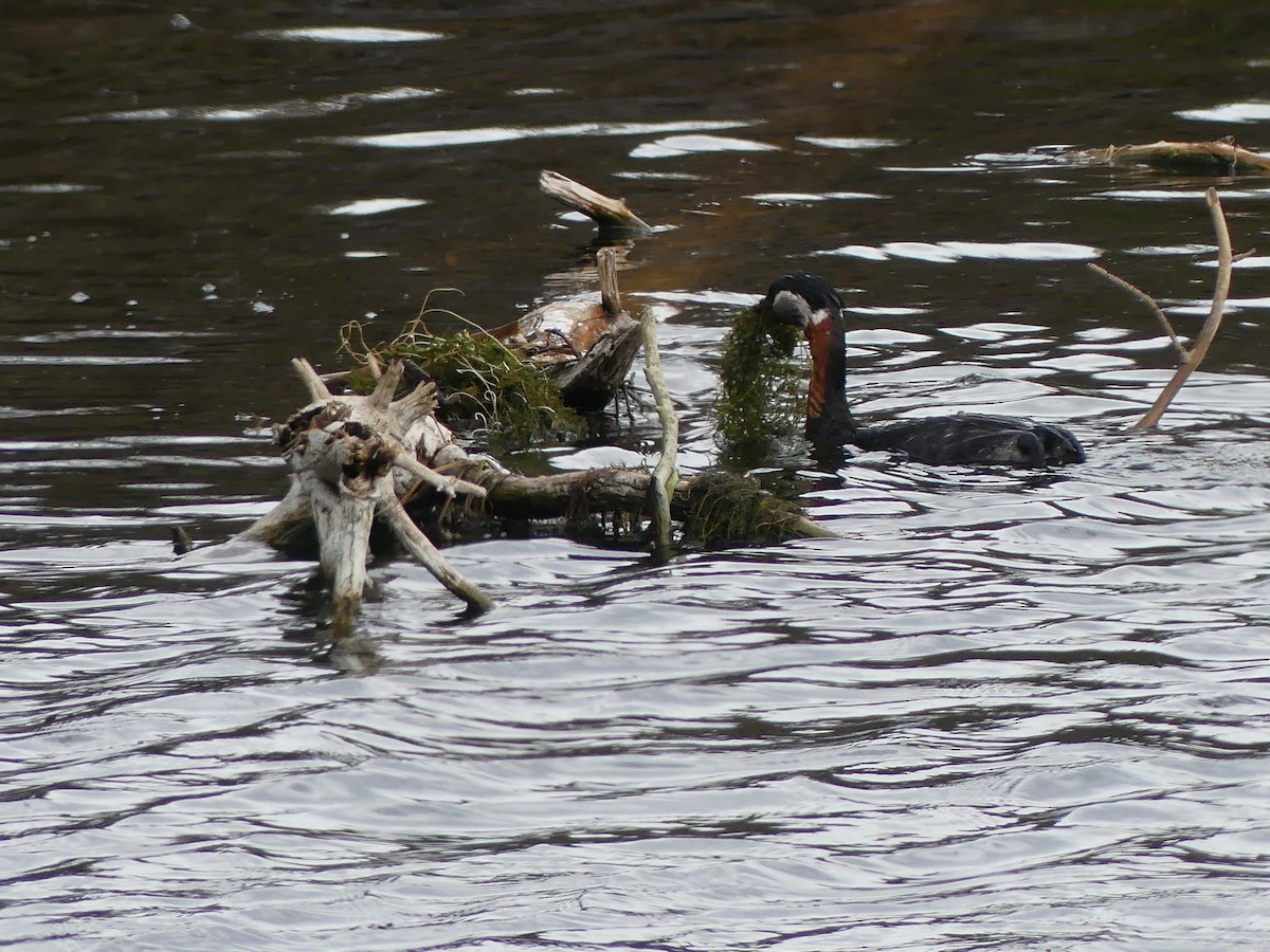 Somormujo Cuellirrojo - ML647006869