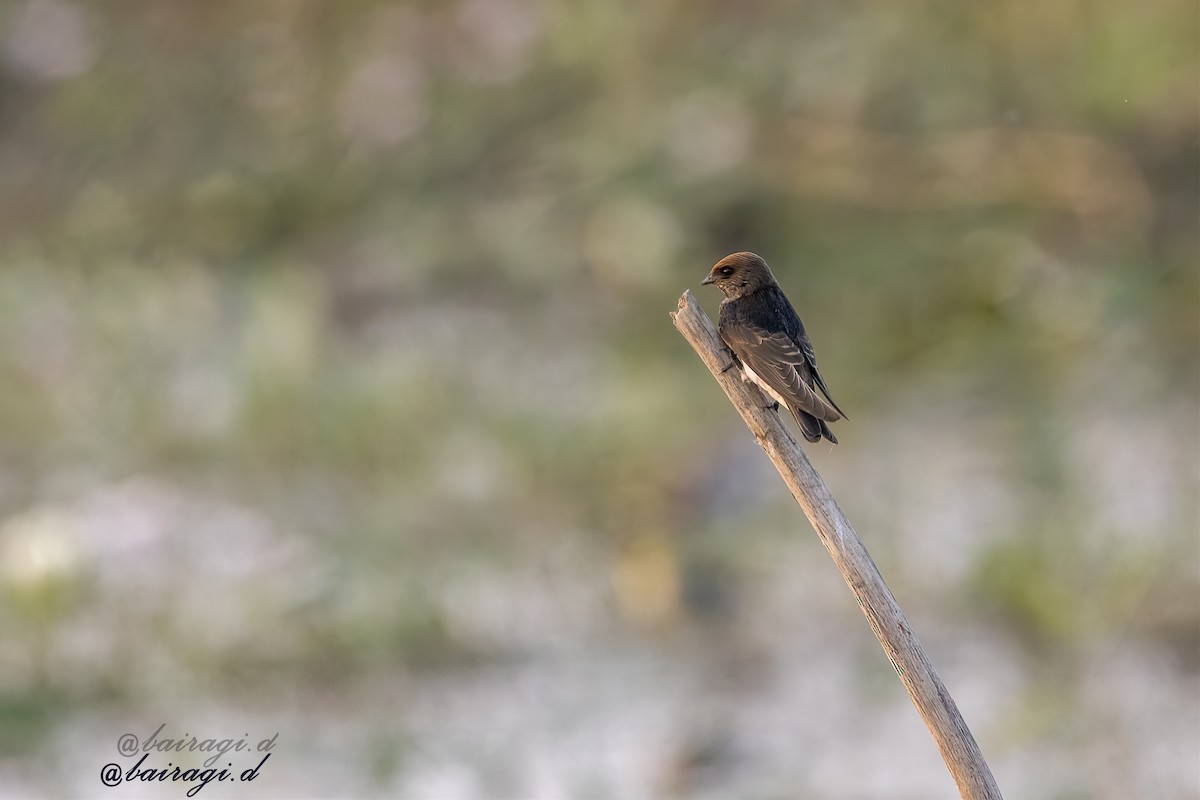 Streak-throated Swallow - ML647006871