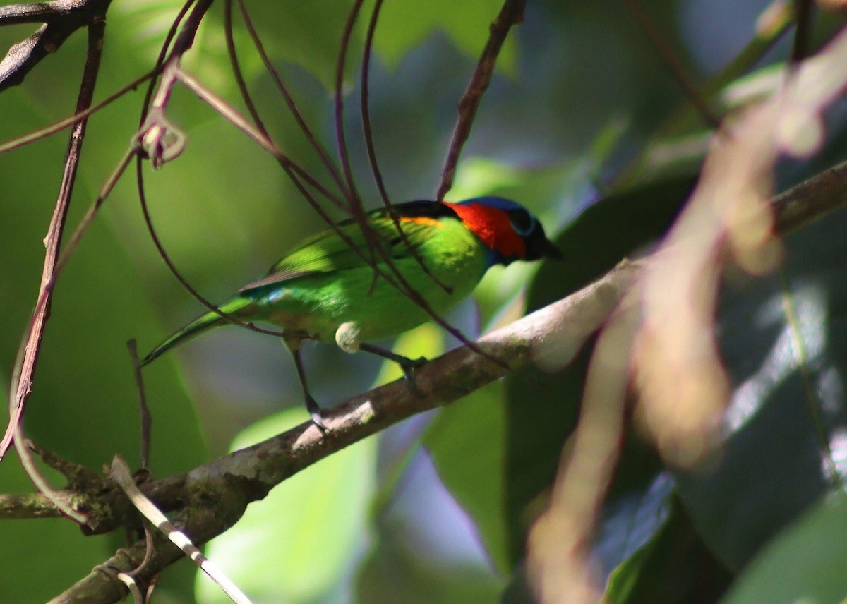 Red-necked Tanager - ML647006881