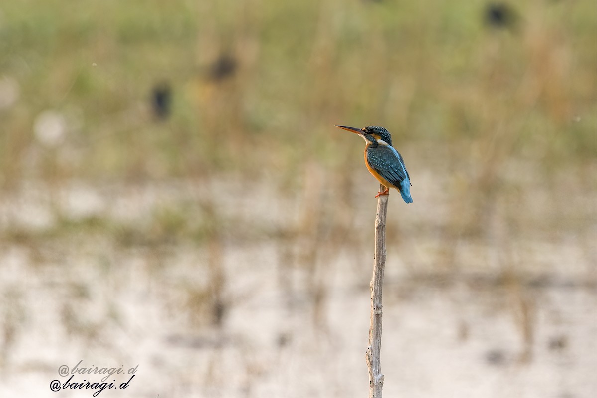 Common Kingfisher - ML647006891
