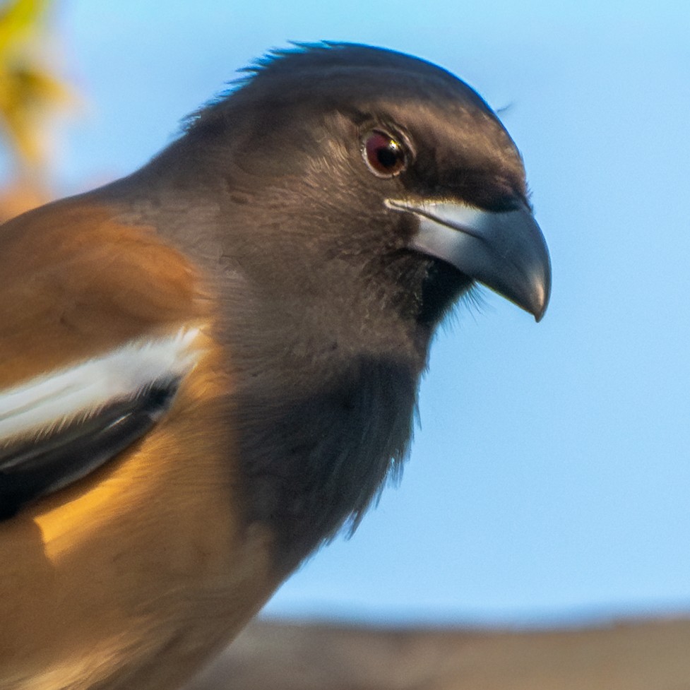 Témia vagabonde - ML647006892