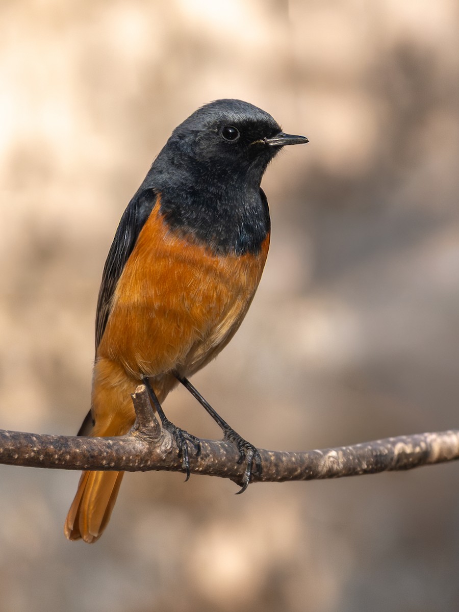 Rougequeue noir - ML647006903