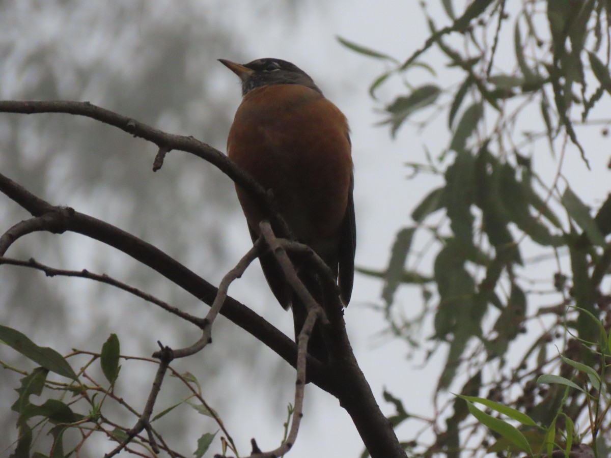 American Robin - ML647006905