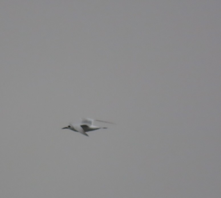 Forster's Tern - ML647006906
