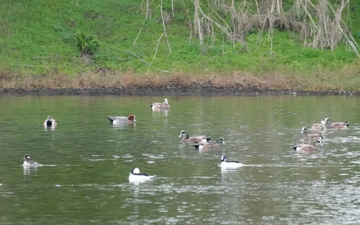 Eurasian Wigeon - ML647006908