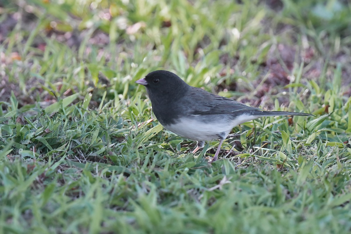Dark-eyed Junco (Slate-colored/cismontanus) - ML647006910