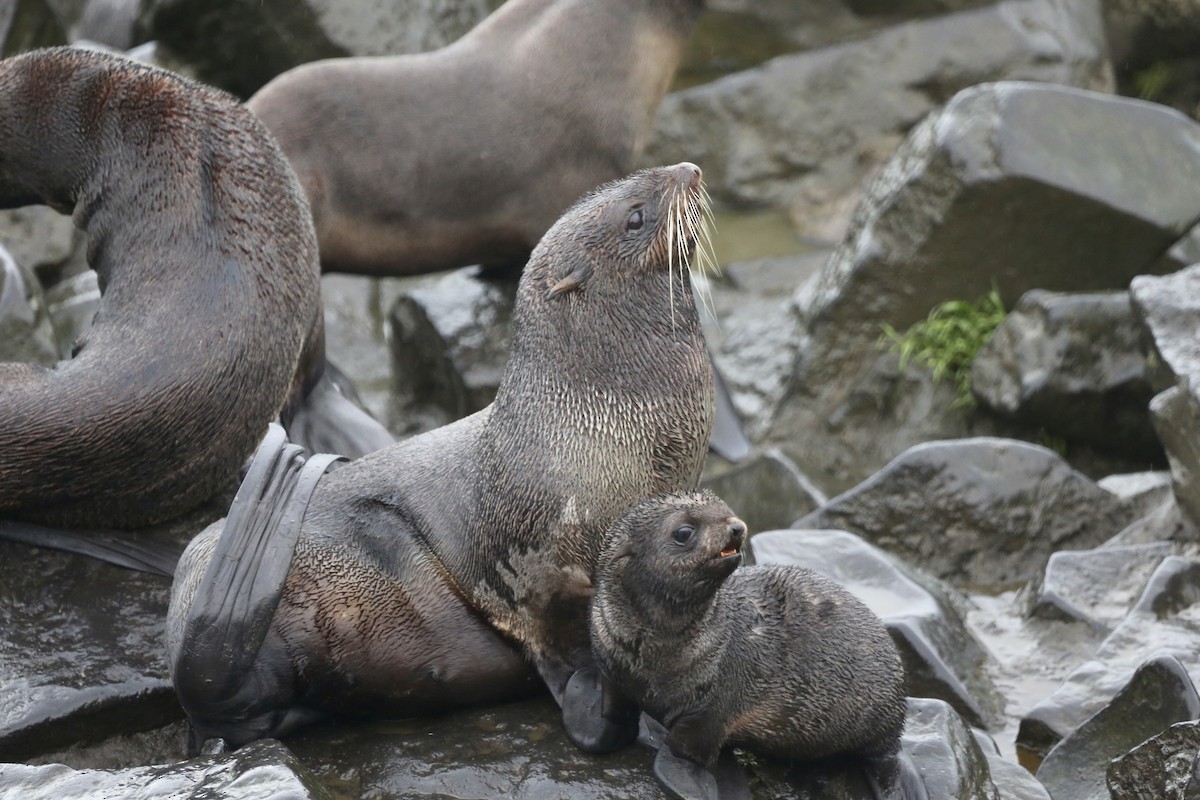 Northern Fur Seal - ML647006921