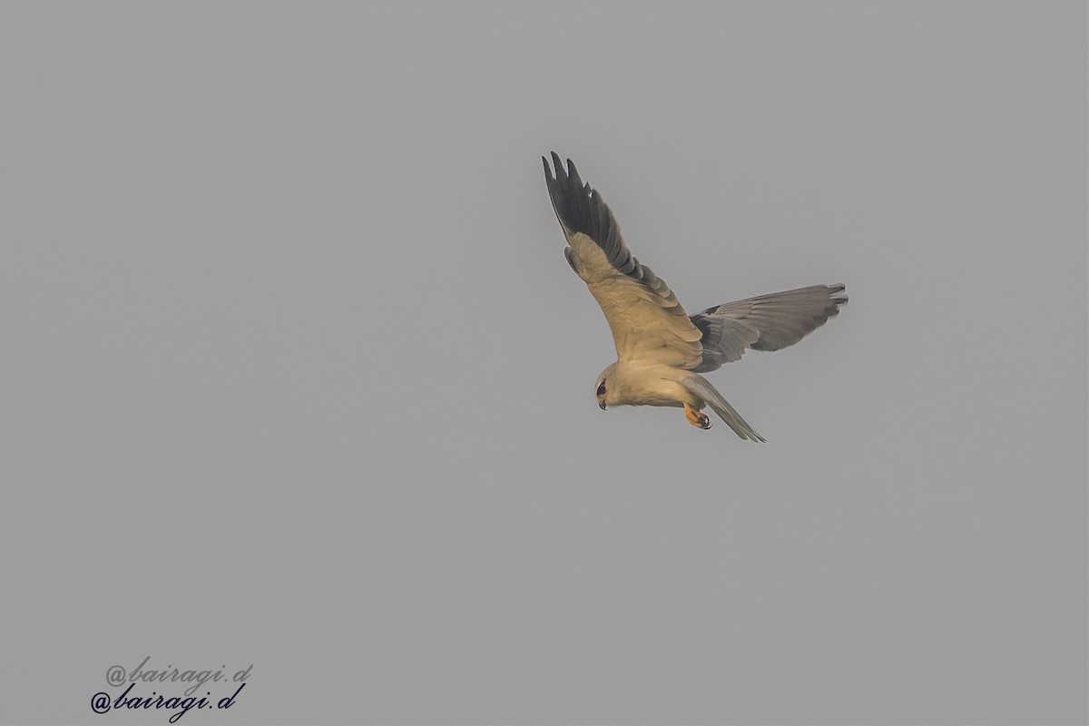 Black-winged Kite - ML647006924