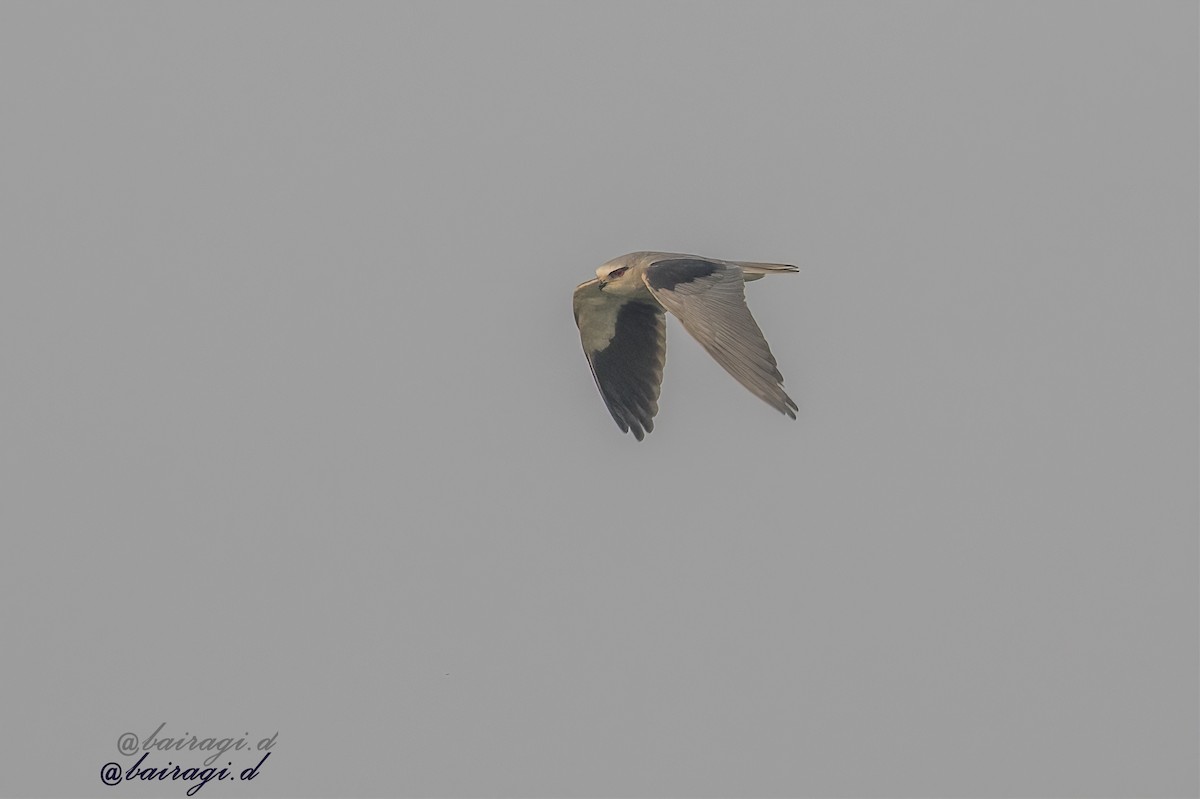 Black-winged Kite - ML647006925