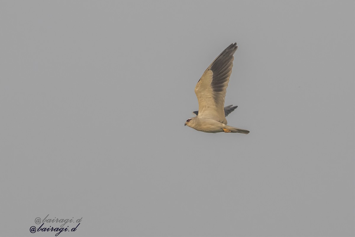 Black-winged Kite - ML647006926