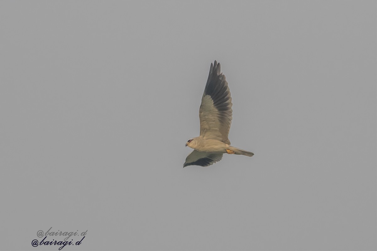 Black-winged Kite - ML647006927
