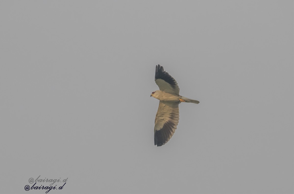 Black-winged Kite - ML647006928