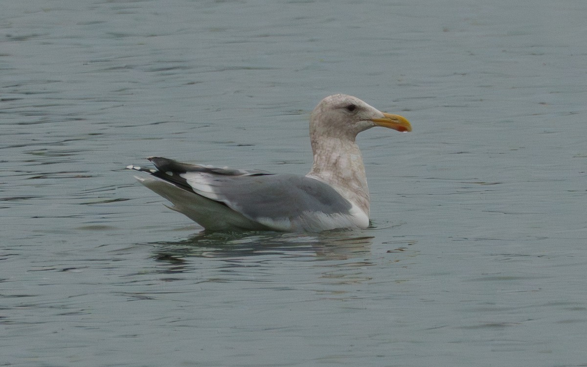 Western x Glaucous-winged Gull (hybrid) - ML647006931