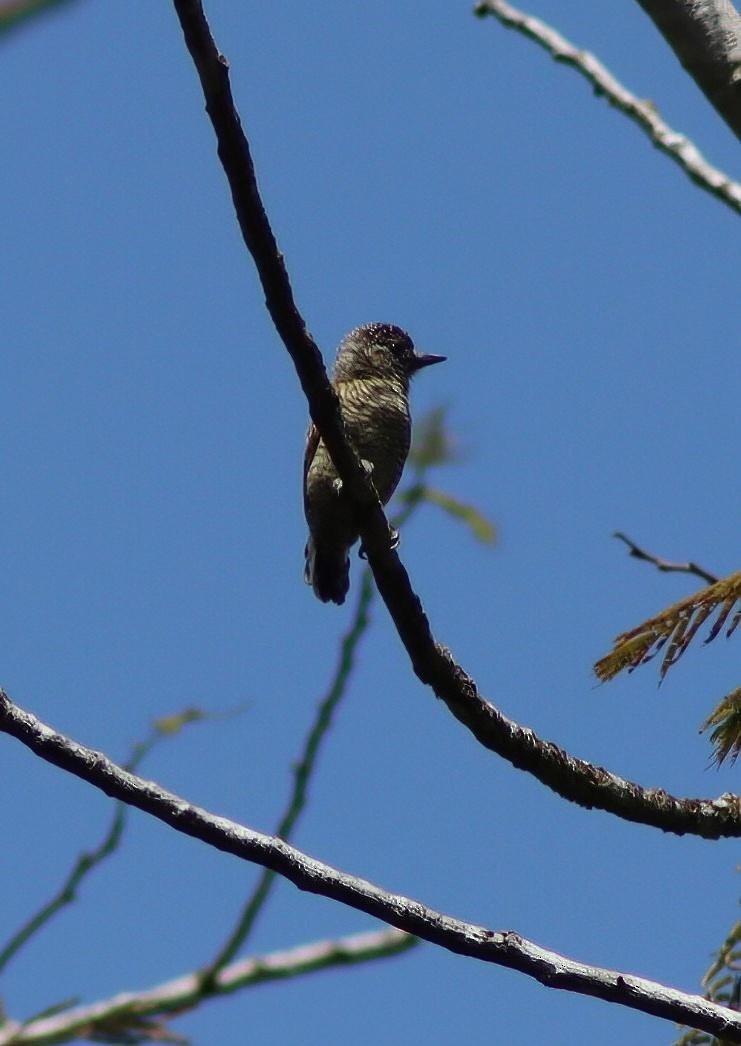Ochraceous Piculet - ML647006939