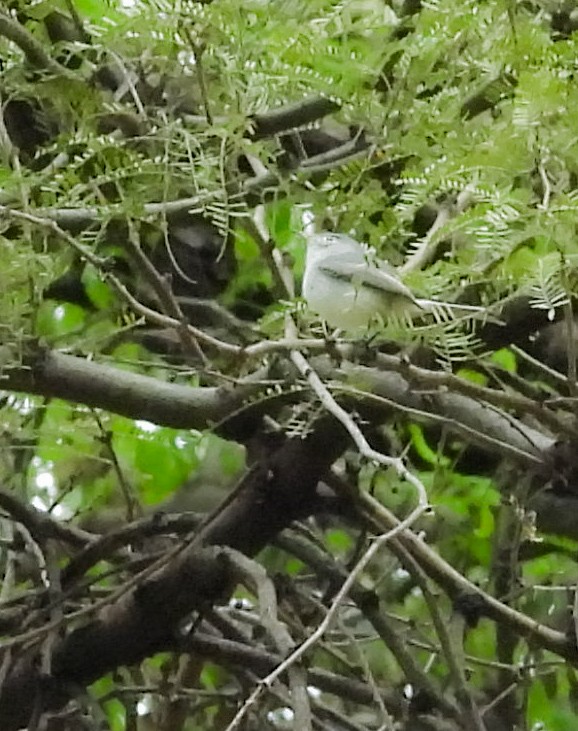 Blue-gray Gnatcatcher - ML647006951