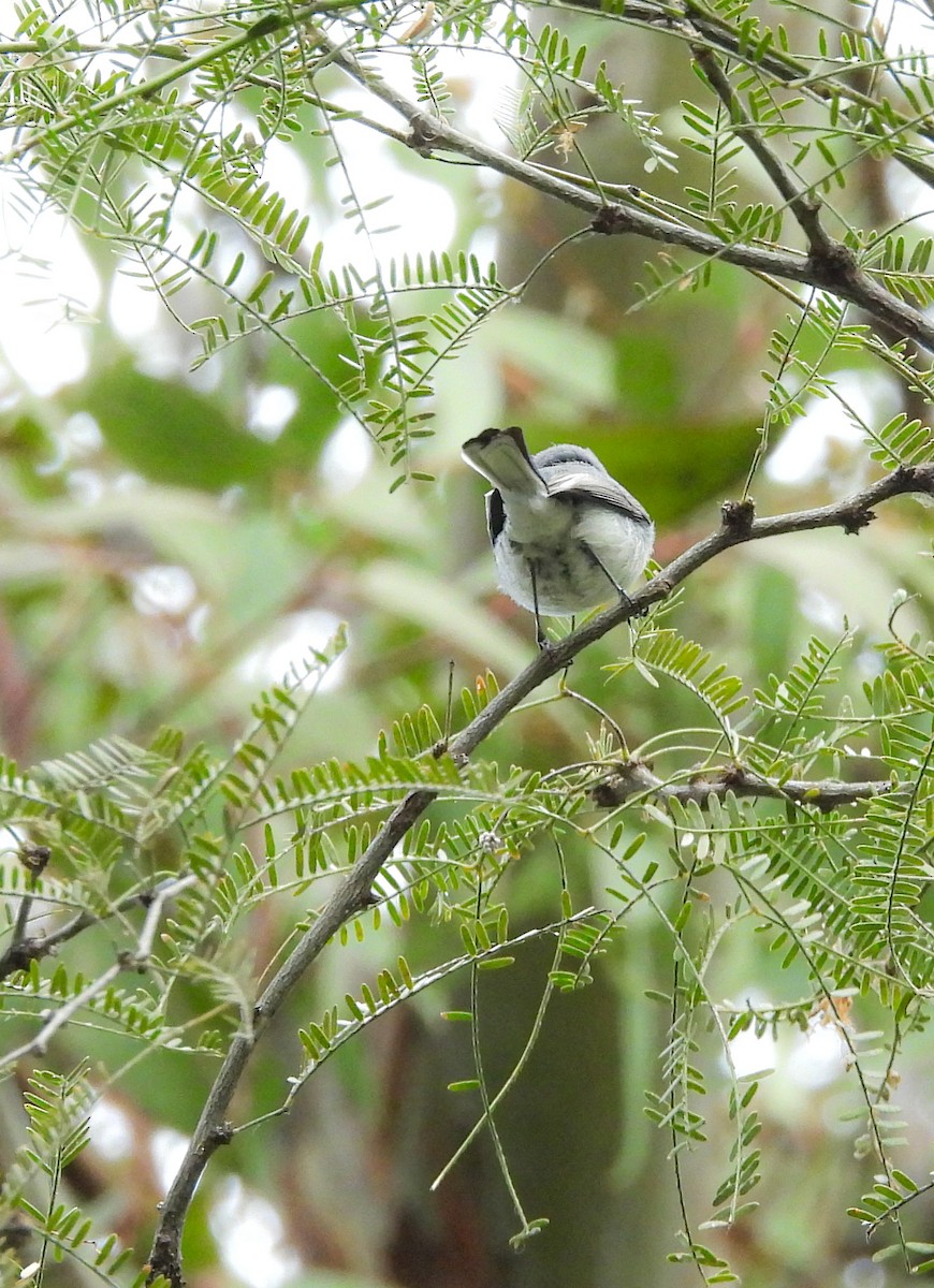 Blue-gray Gnatcatcher - ML647006952