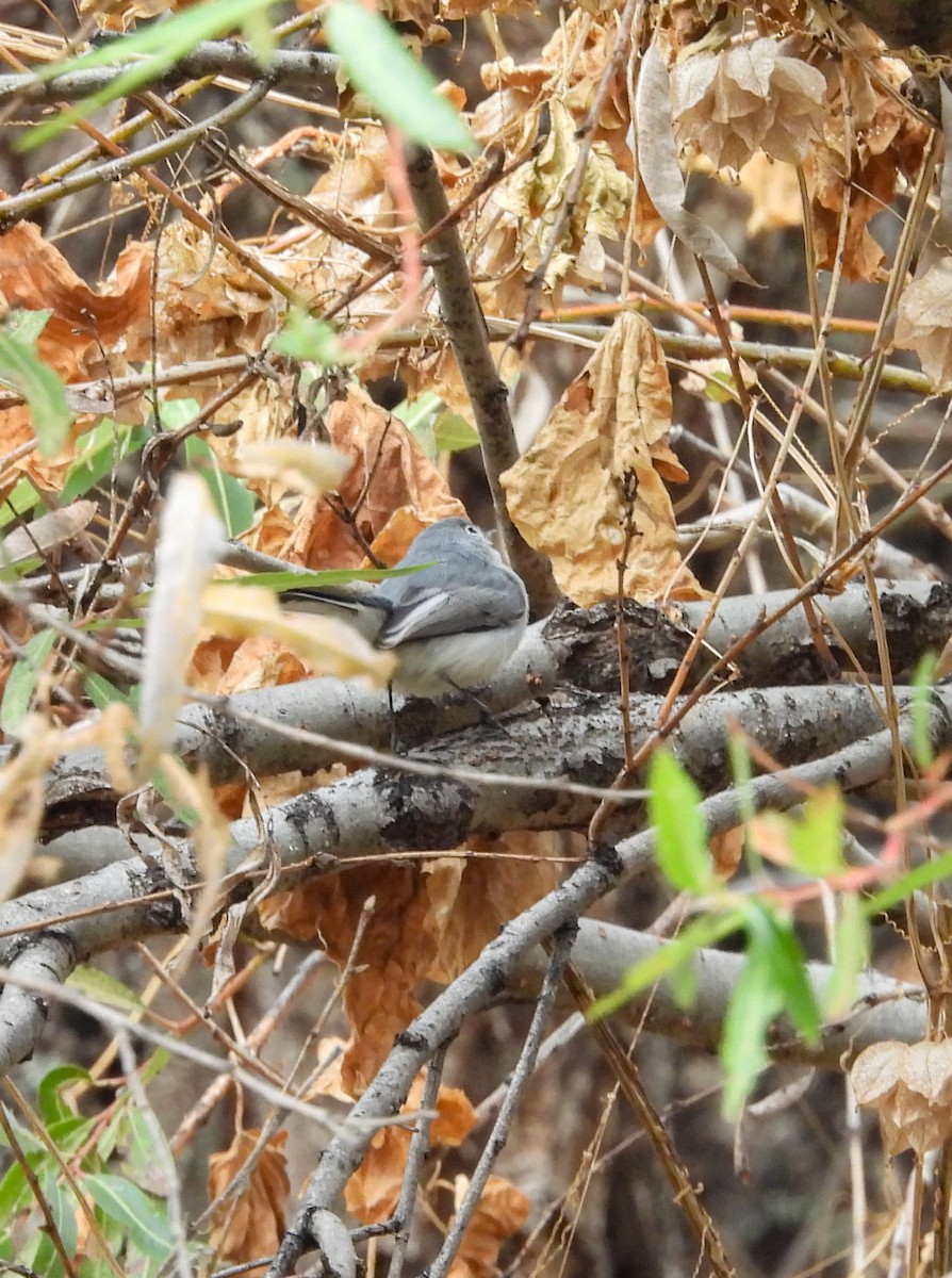 Blue-gray Gnatcatcher - ML647006953