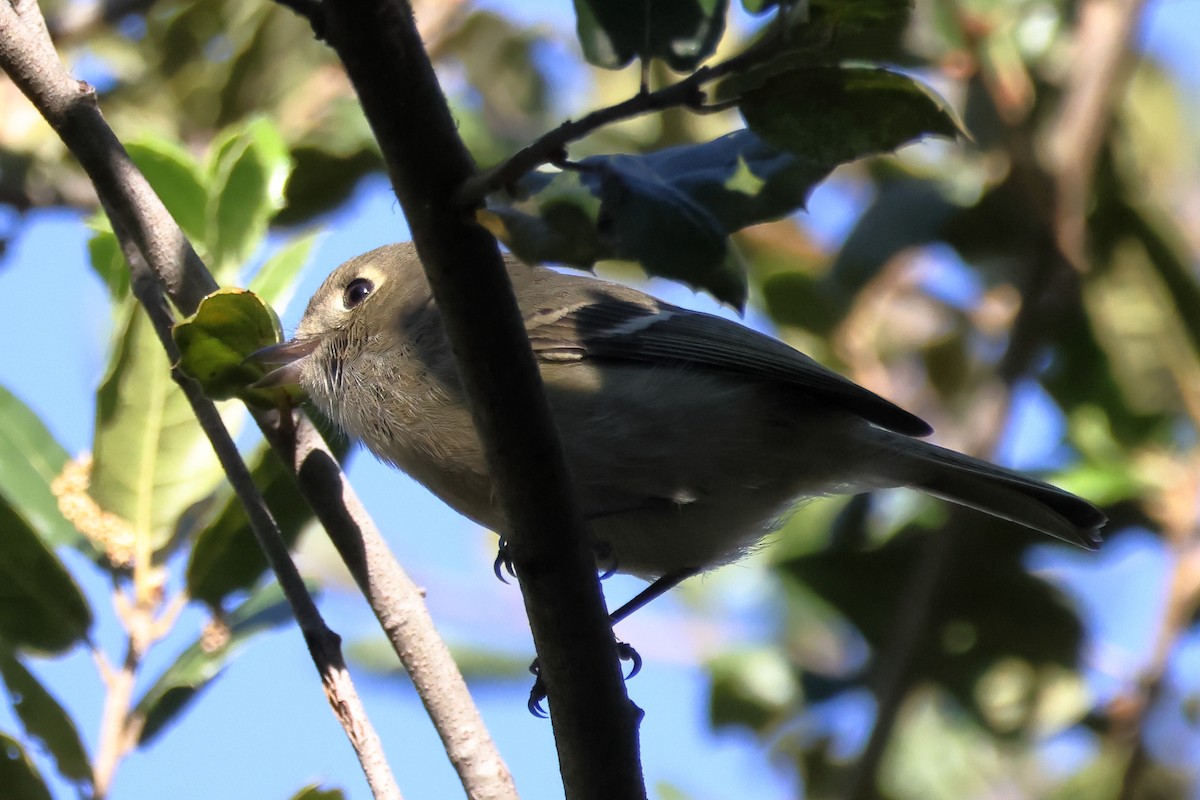 Hutton's Vireo - ML647006956