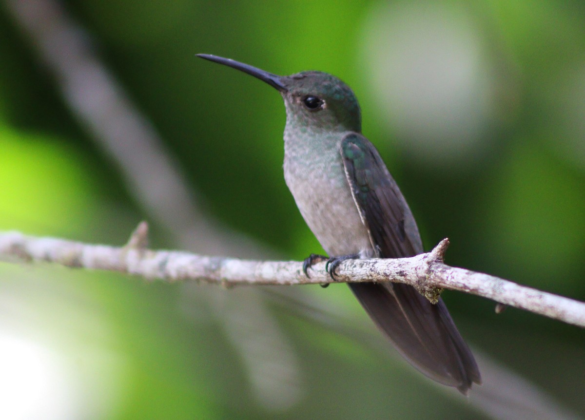 kolibřík temný - ML647006959