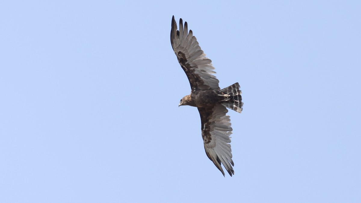 orlík hnědý - ML647006960