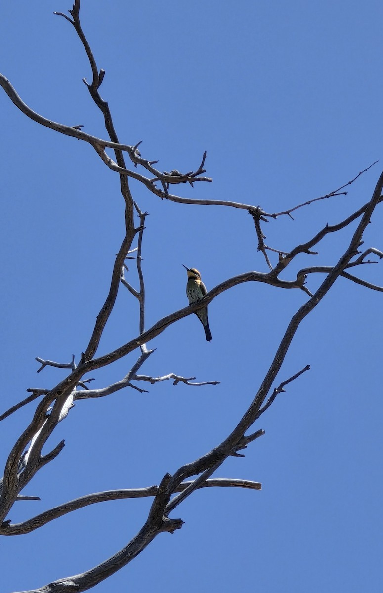 vlha duhová - ML647006961