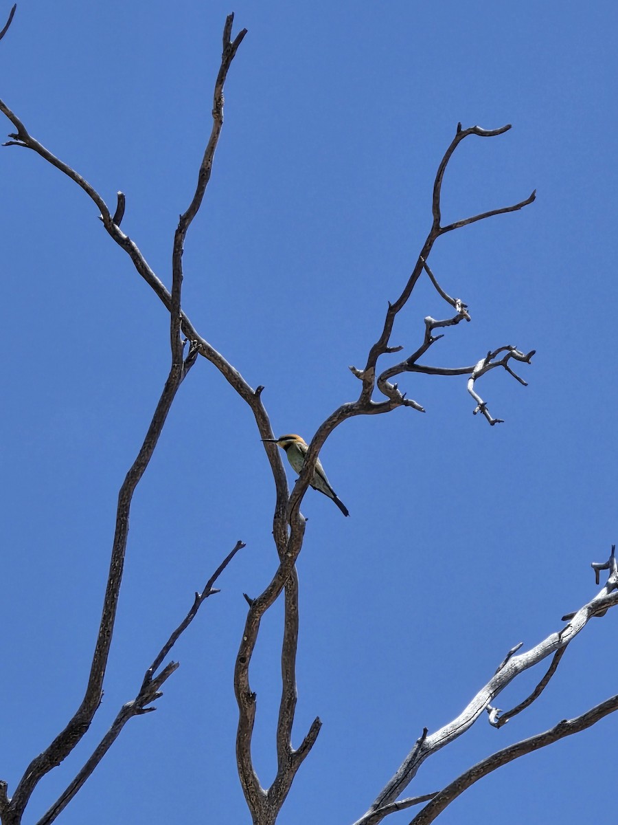 vlha duhová - ML647006962