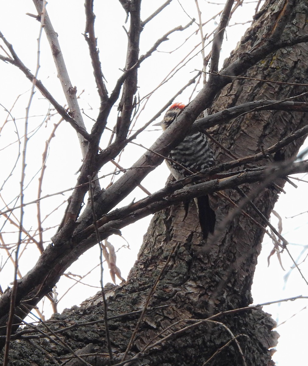 strakapoud proužkohřbetý - ML647006965