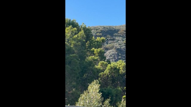 Nanday Parakeet - ML647006966