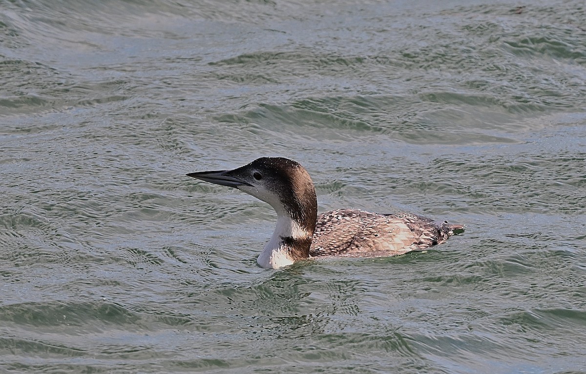 potáplice malá - ML647006967