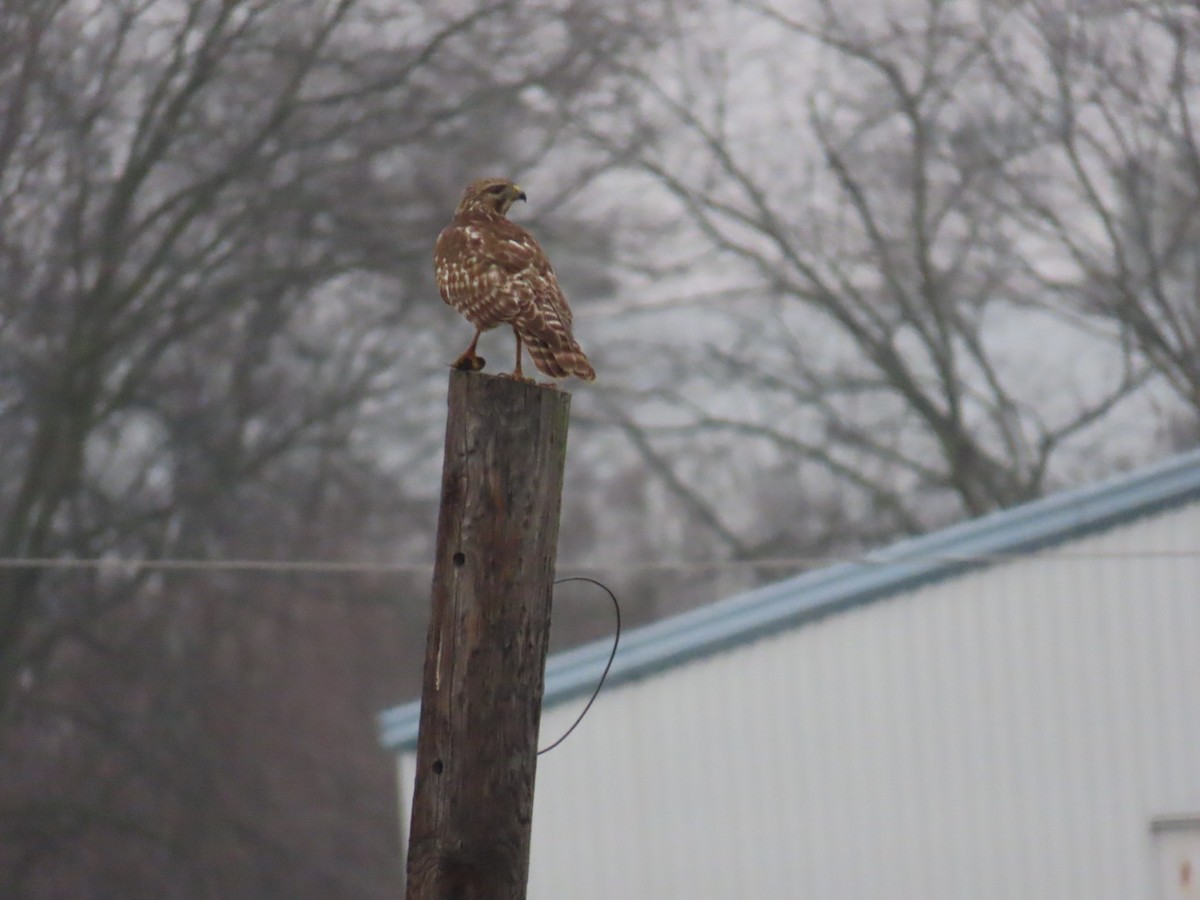 káně páskovaná - ML647006970