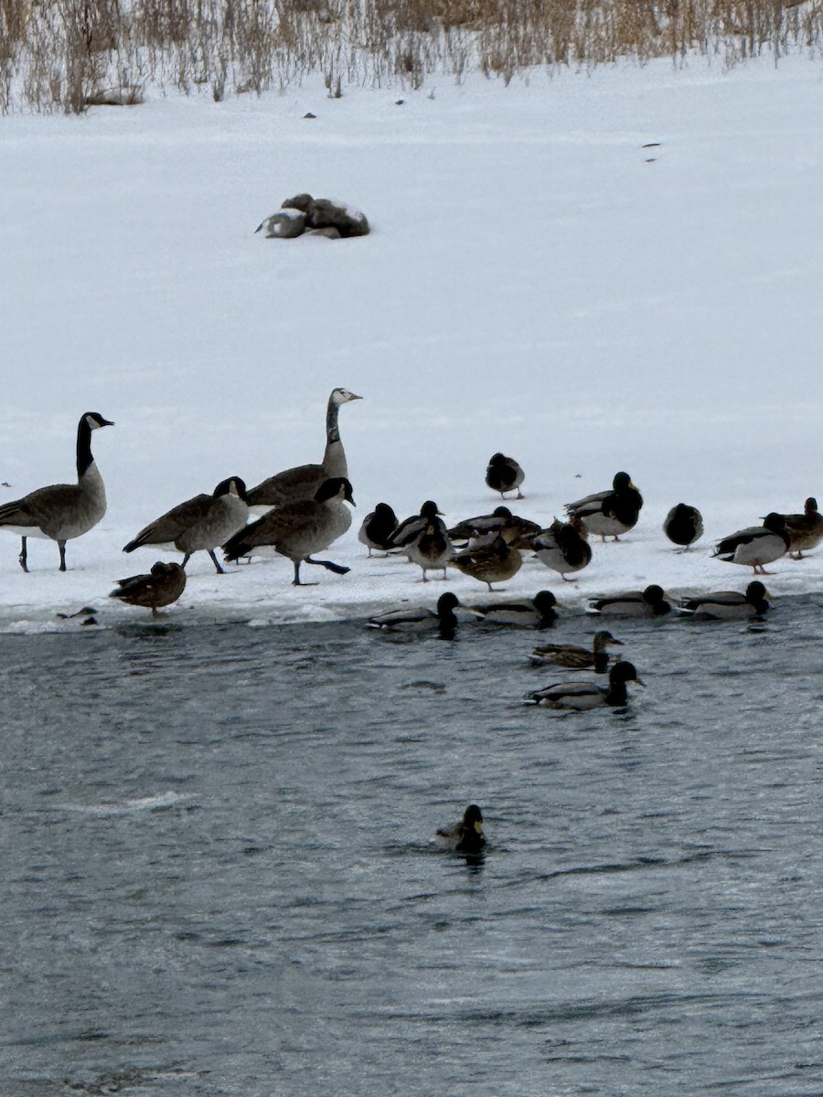 berneška velká - ML647006971