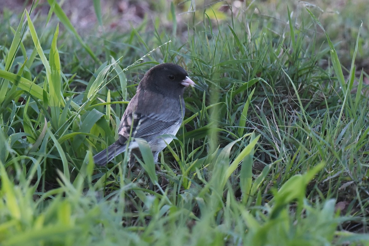 strnadec zimní (ssp. hyemalis/carolinensis/cismontanus) - ML647006973