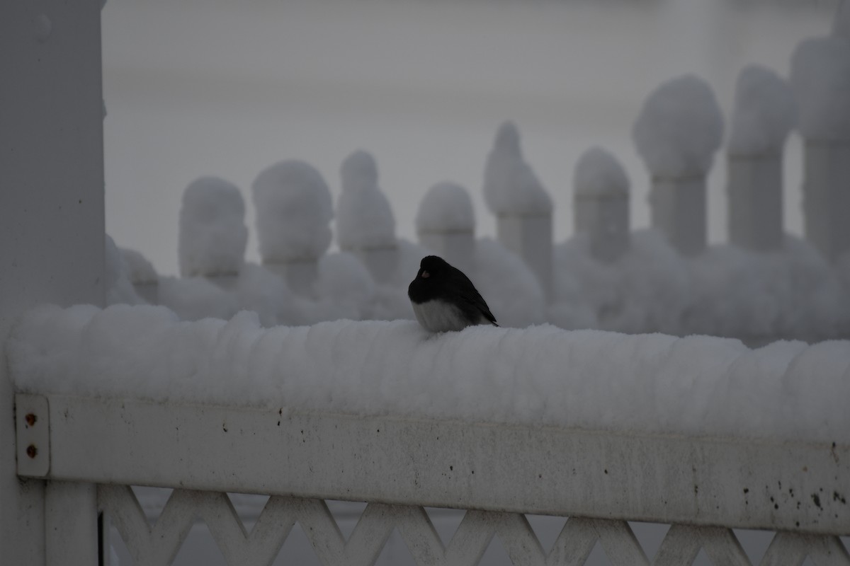 strnadec zimní - ML647006974