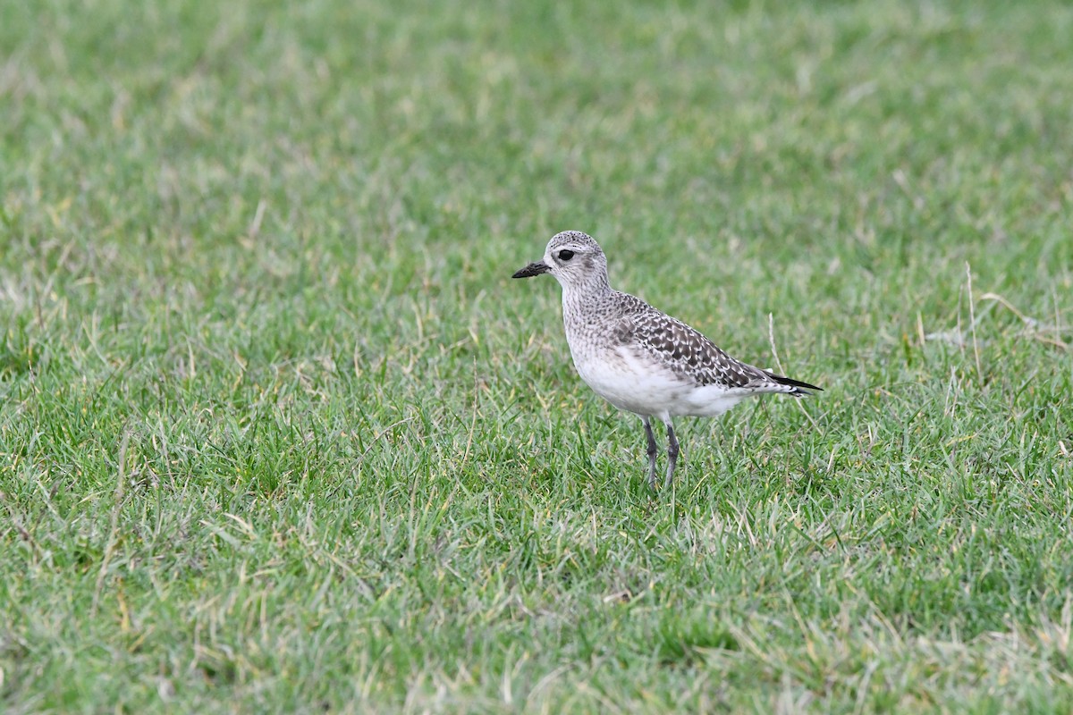 kulík bledý - ML647006975