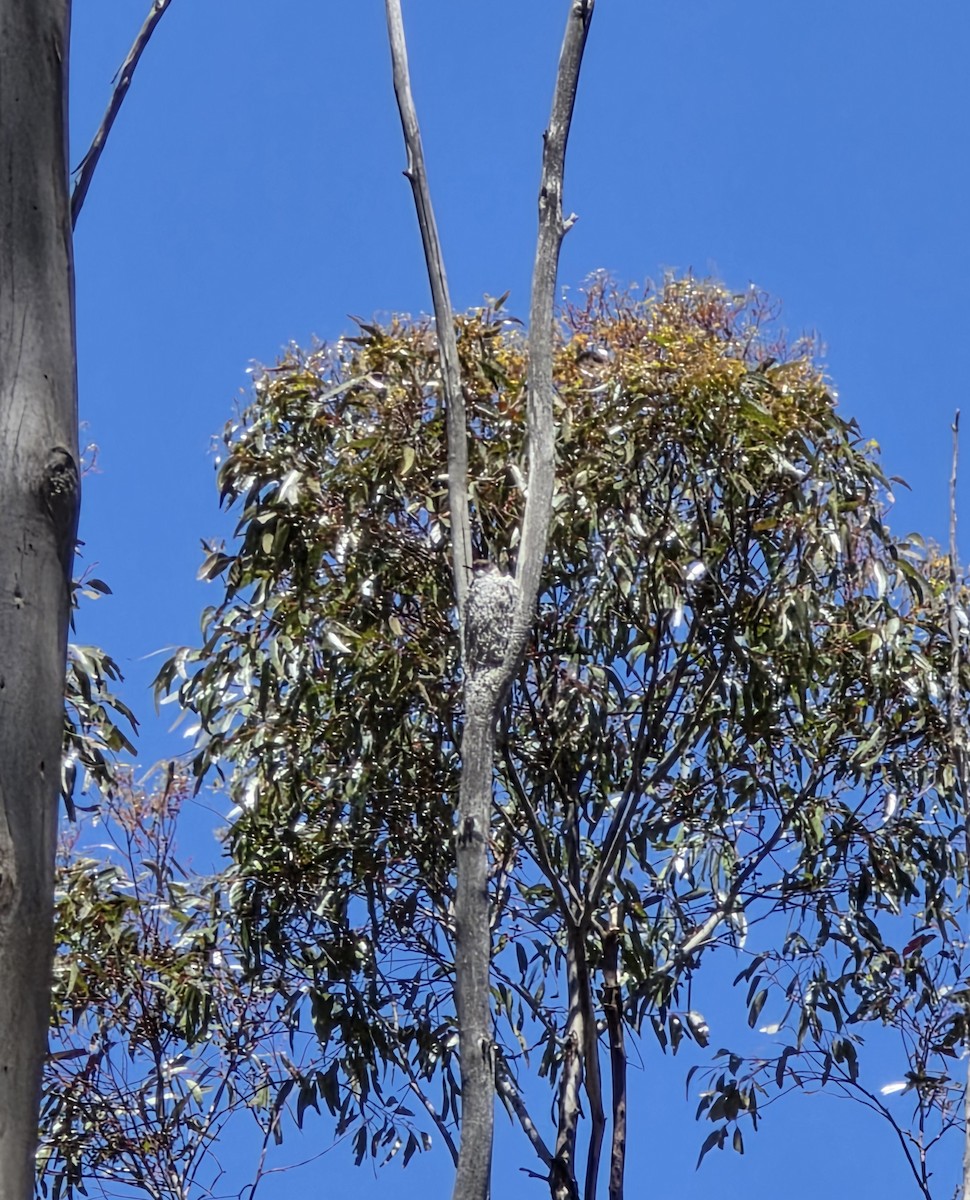 brhlíček proměnlivý - ML647006976