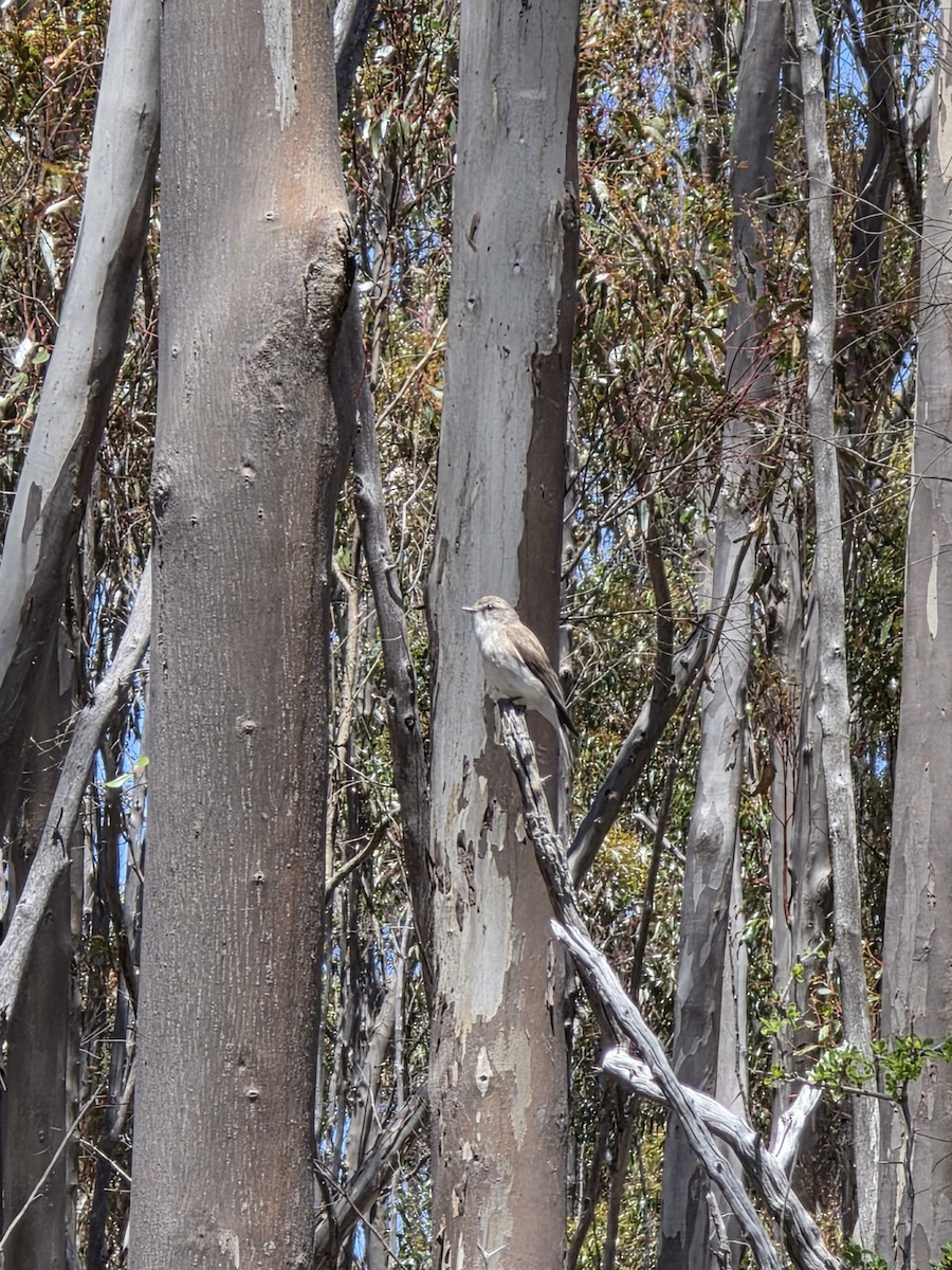 lejsčík šedohnědý - ML647006977