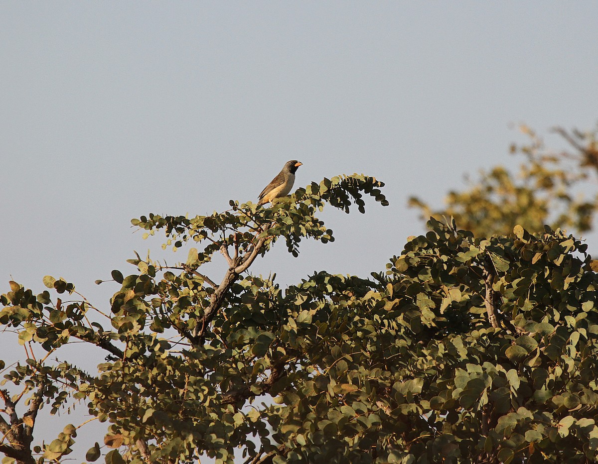 Black-throated Saltator - ML647006978