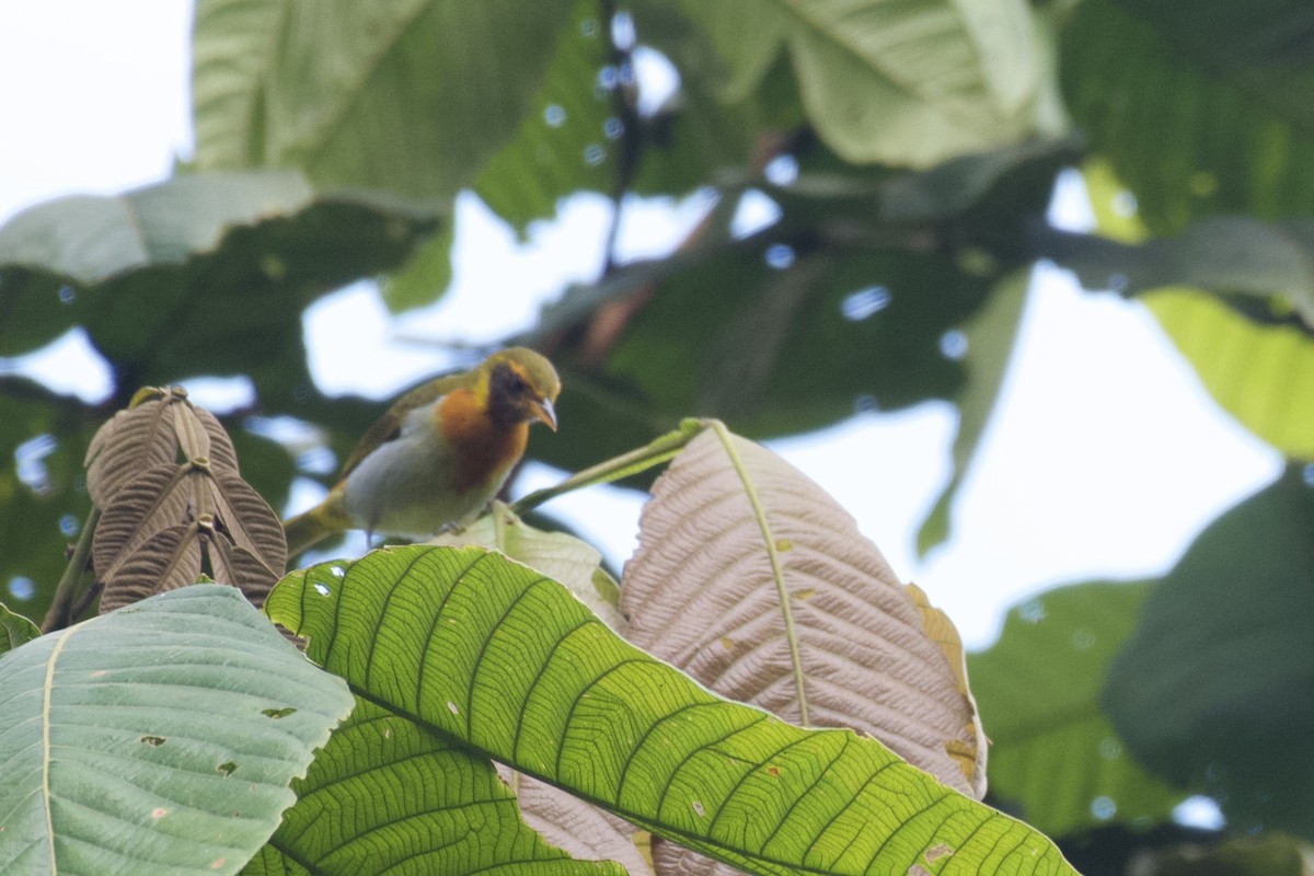 Guira Tanager - ML647006979
