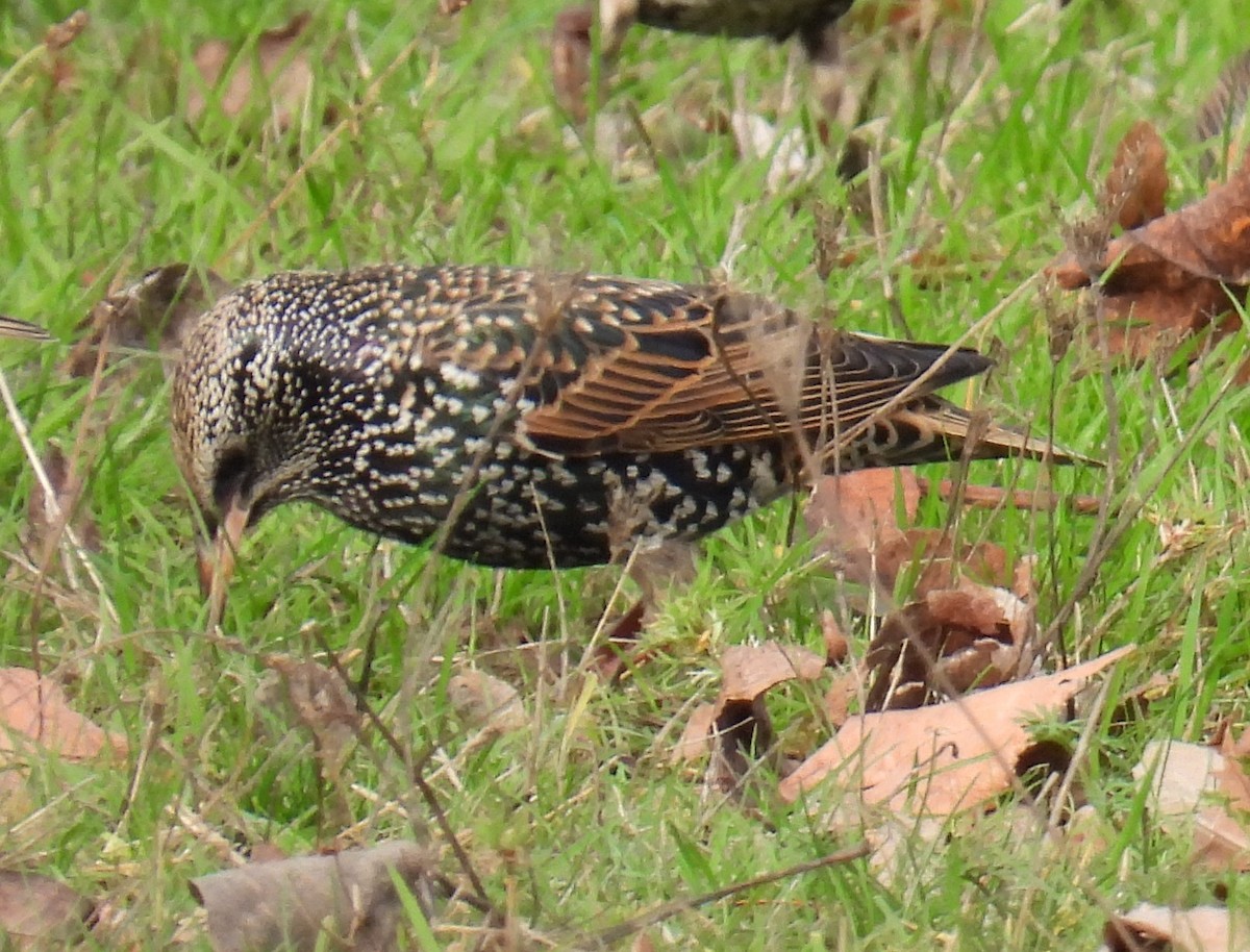 špaček obecný - ML647006980