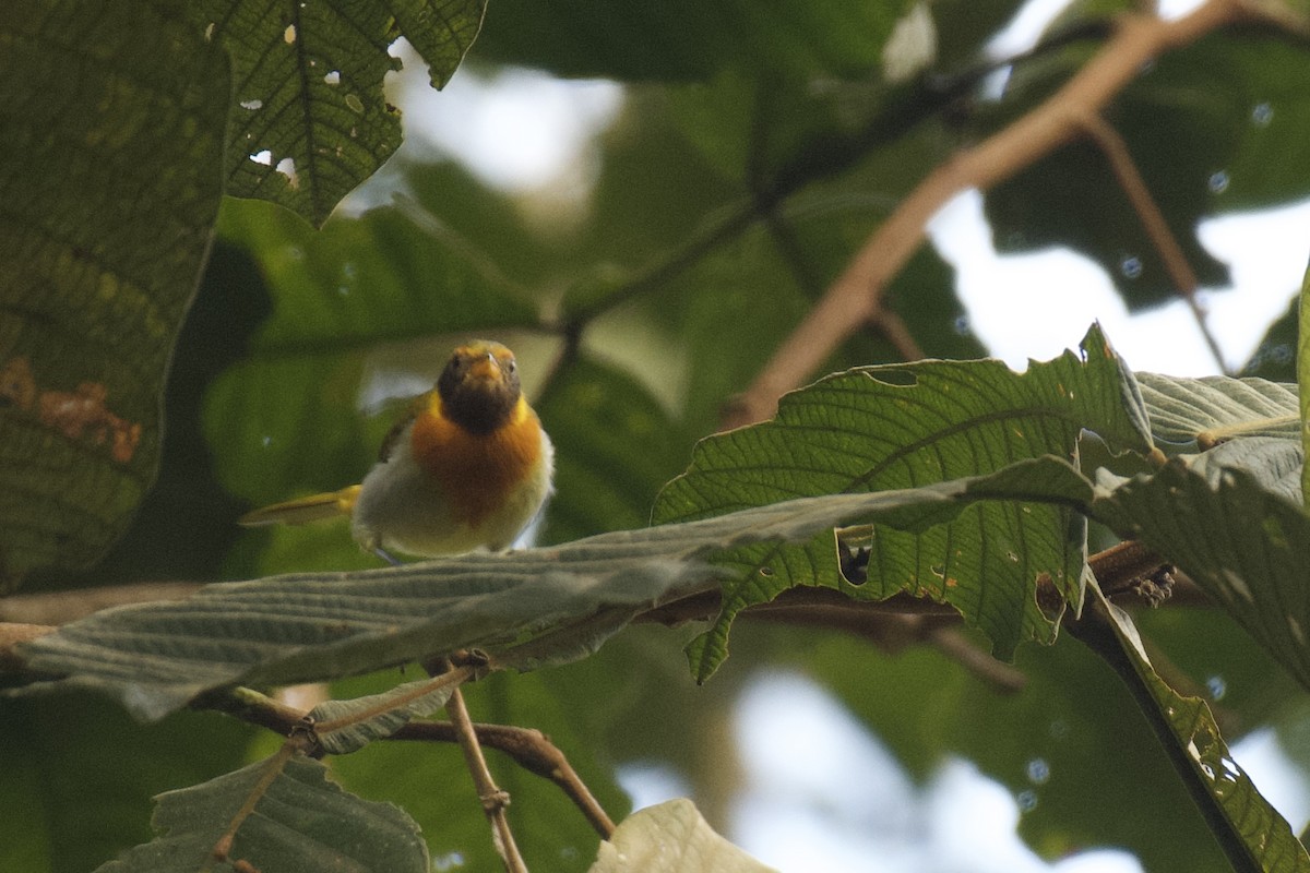 Guira Tanager - ML647006981